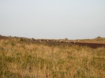 Sentier côtier de Trégana - Locmaria-Plouzané (29)